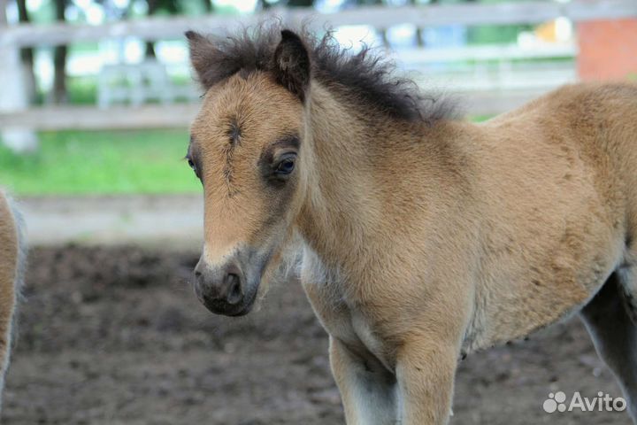 Пони: кобылы и жеребята шетлендские