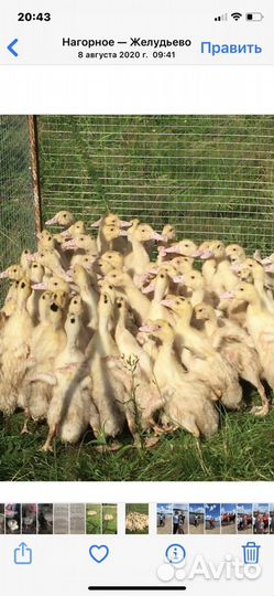 Утята,гусята,цыплята