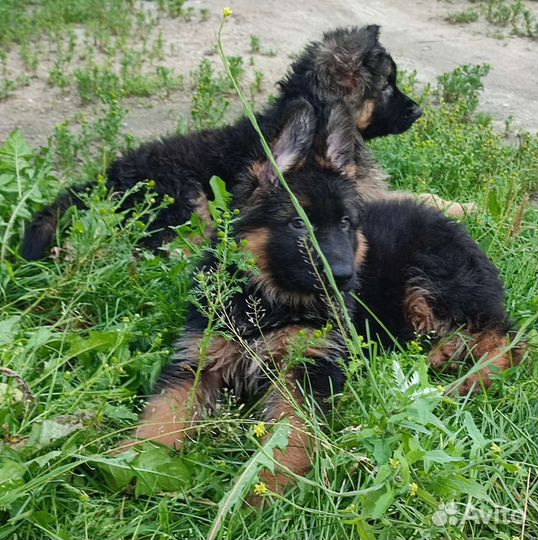 Продажа щенков