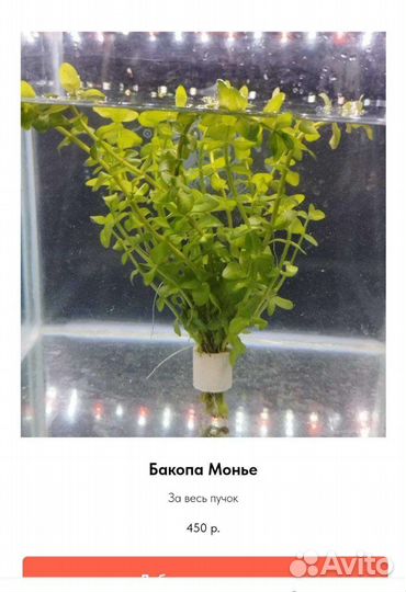 Аквариумные рыбки