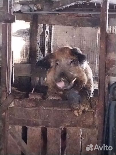 Поросята мангалица