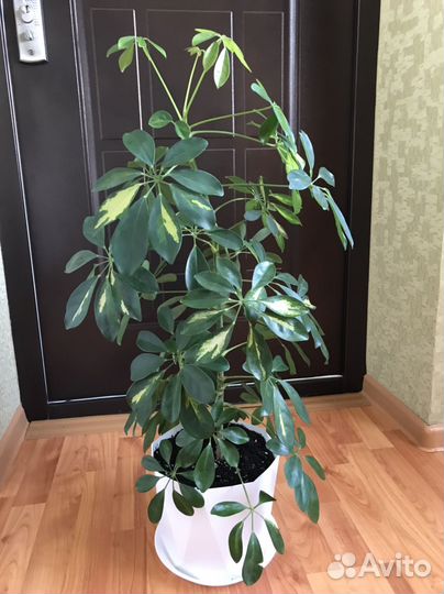 Комнатные цветы шефлера