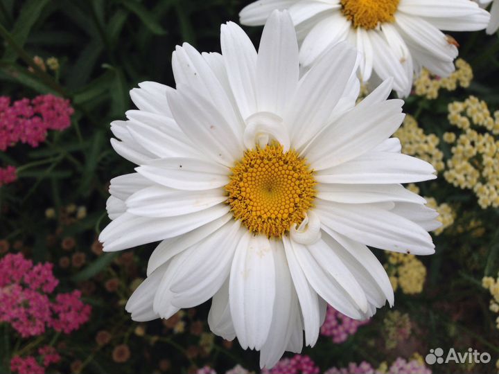 Ромашка (нивяник) корни