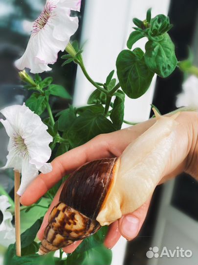 Улитка ахатина