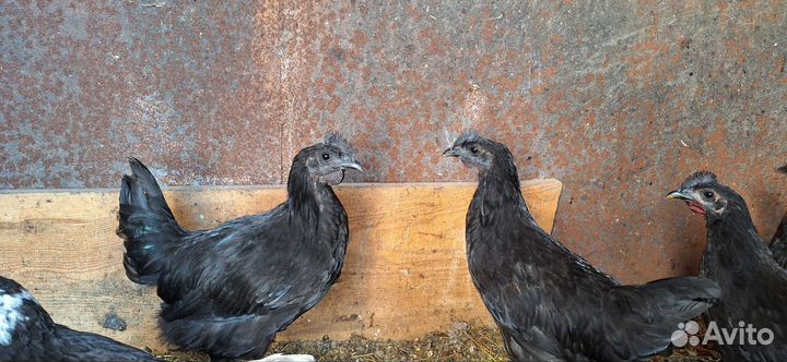 Петушки молодые Ухейилюй