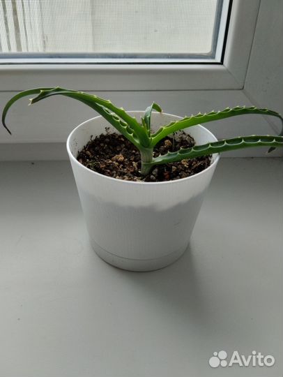Алоэ лечебное