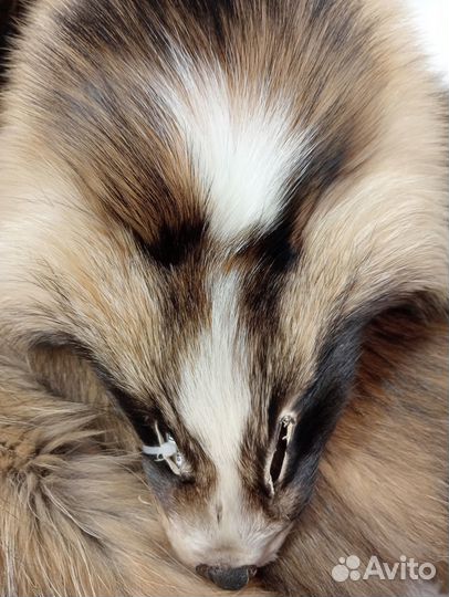 Шкурки енотовидной собаки, натуральный мех