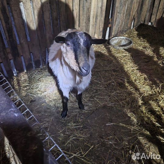 Коза котная