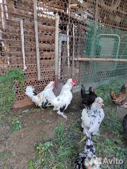 Куры петухи
