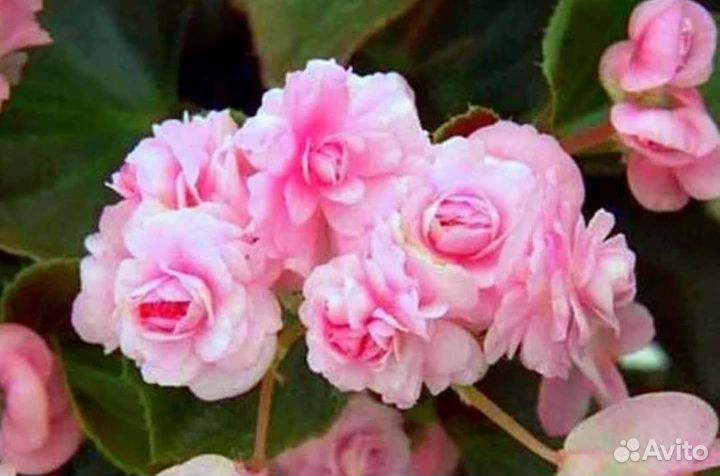 Бегония вечноцветущая махровая