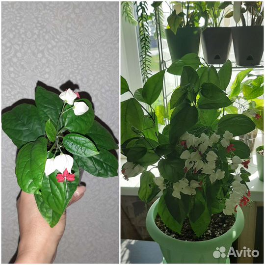 Комнатные цветы