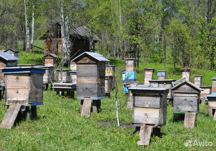 2024 Мед натуральный из Алтая оптом