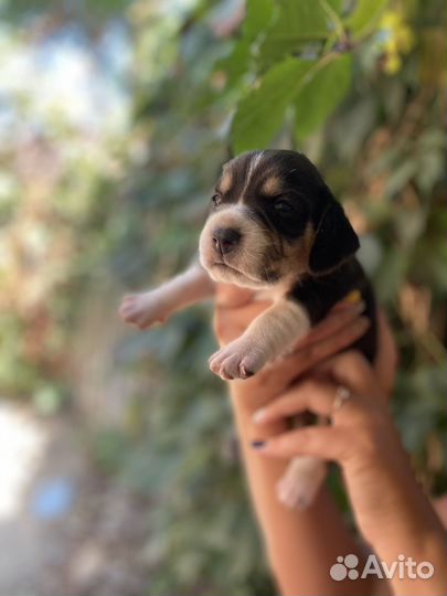 Щенки бигль