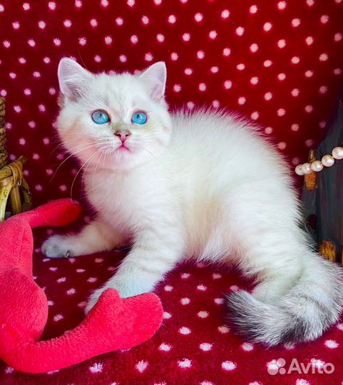 Роскошная синеглазая красотка)