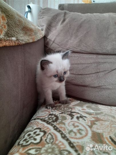 Сиамские котята