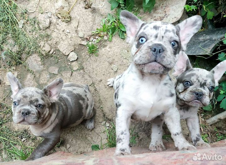 Французские бульдожки
