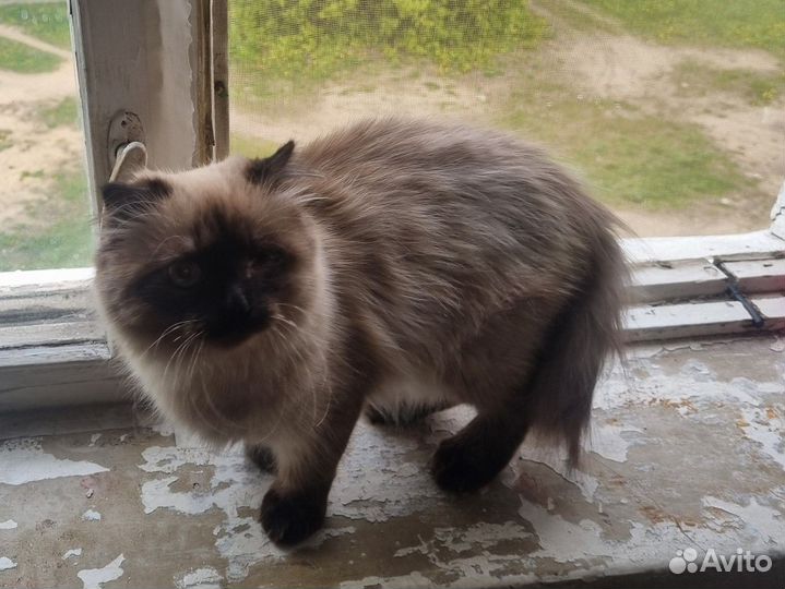 Котёнок метис в добрые руки