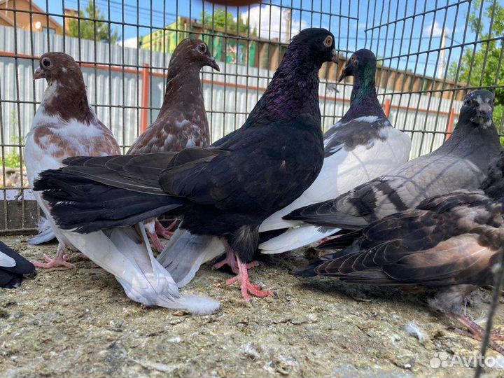 Продажа голубей