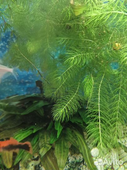 Роголистник в аквариум