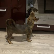 Джек-рассел-терьер, щенок