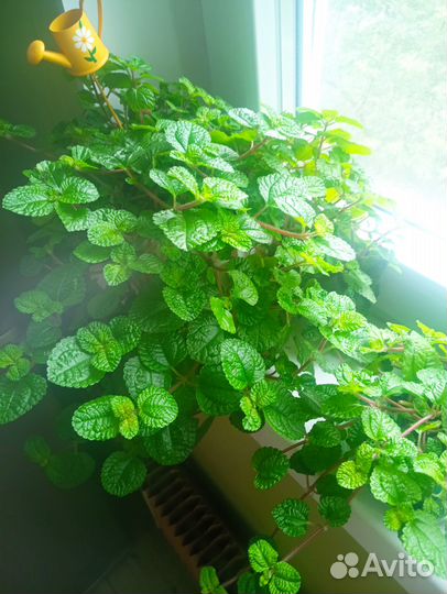 Пилея монетолистная