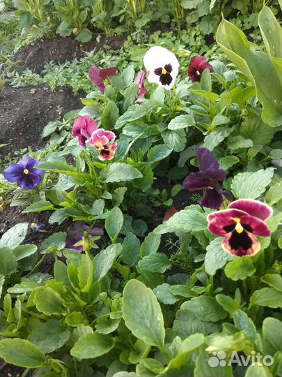 Рассада цветов виола