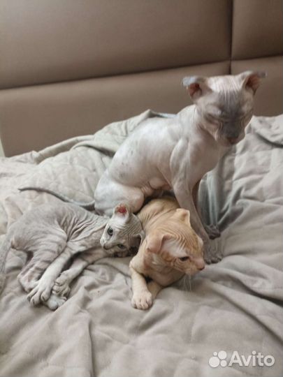 Донской сфинкс