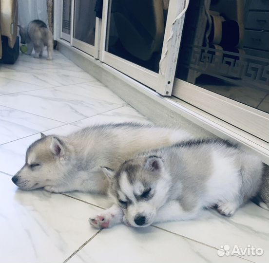 Хасята милые комочки