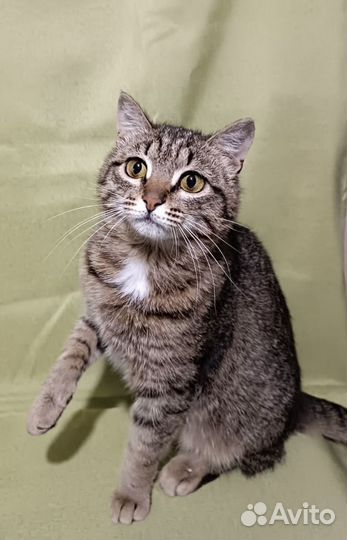 Кошка в добрые руки