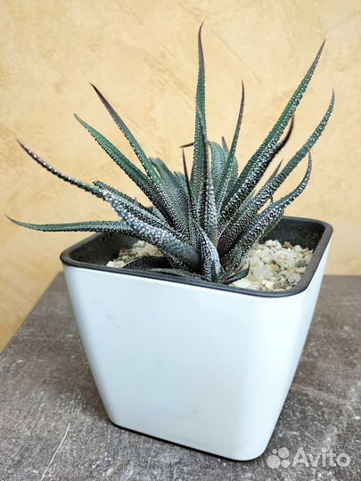 Хавортия margaritifera (жемчужная)