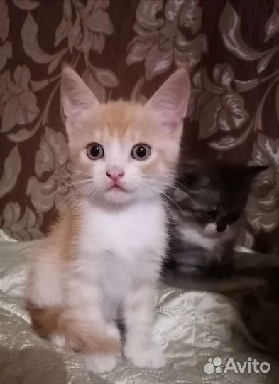 Кошки с большими ушами