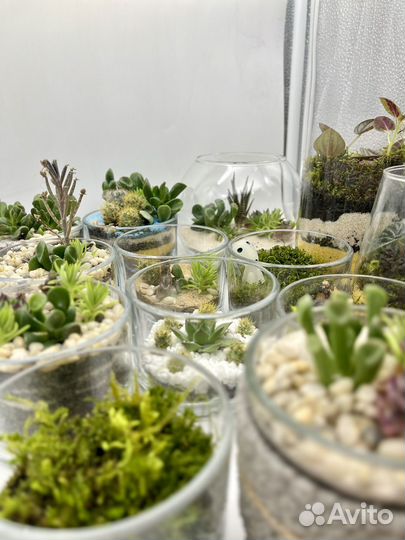 Флорариум из суккулентов