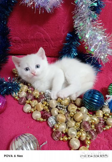 Белоснежное чудо