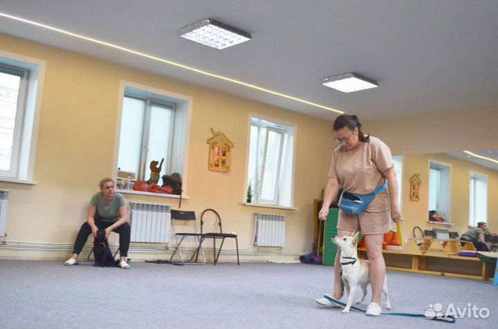 Курс дрессировки собак