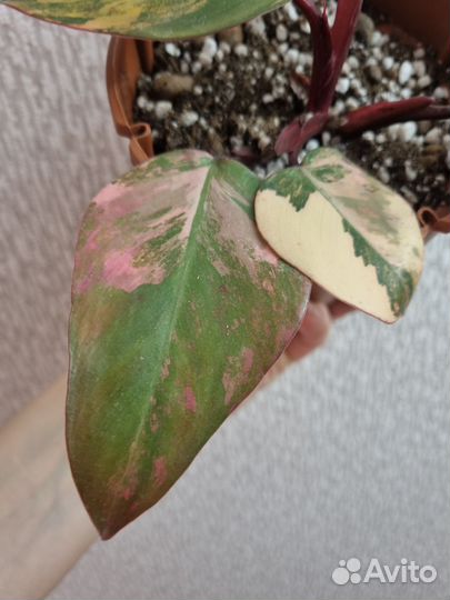 Филодендрон клубничный шейк