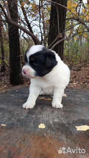 Щенки в дар