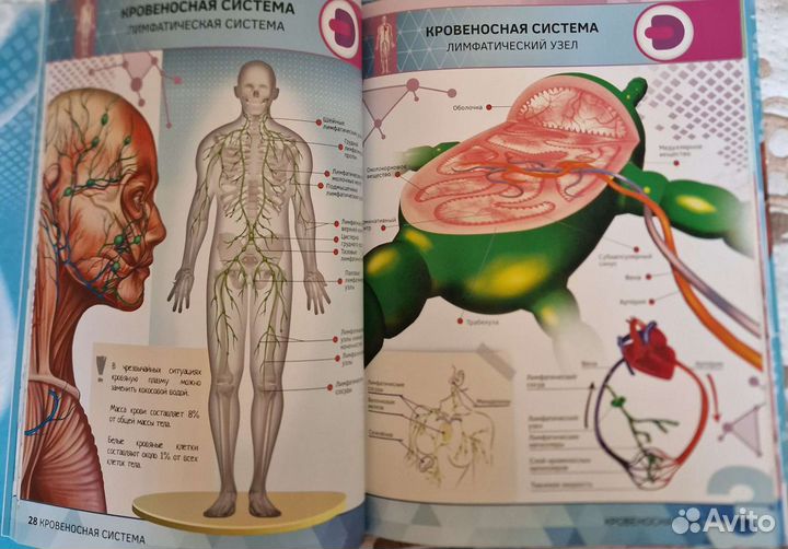 Анатомия для детей+дополненная реальность