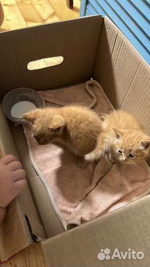 Котята в дар