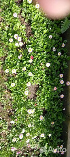 Маргаритки рассада