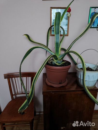 Шефлера, Агава