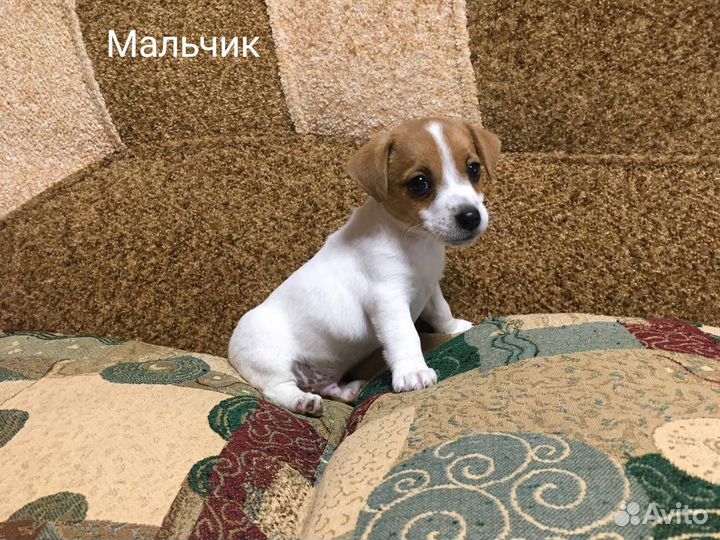Джек Рассел терьер