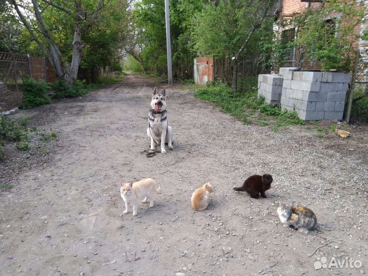 Дрессировка собак кинолог