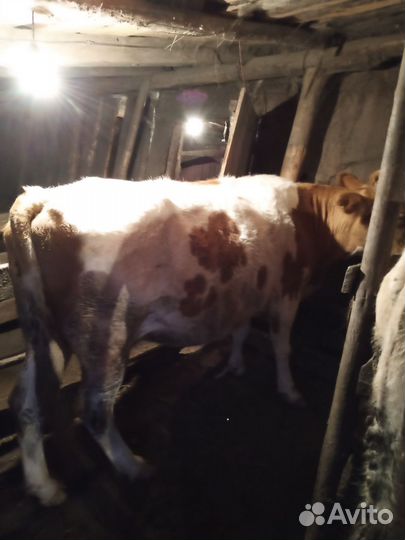 Коровы дойные молочные