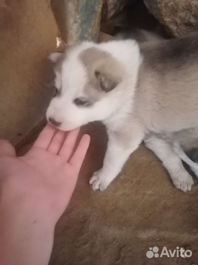 Сибирский хаски