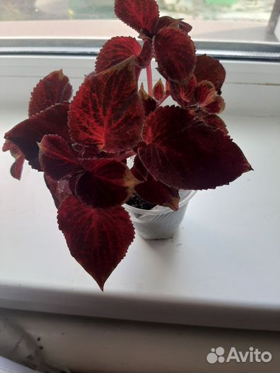 Домашние цветы