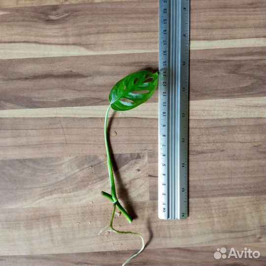 Монстера Манки Маск