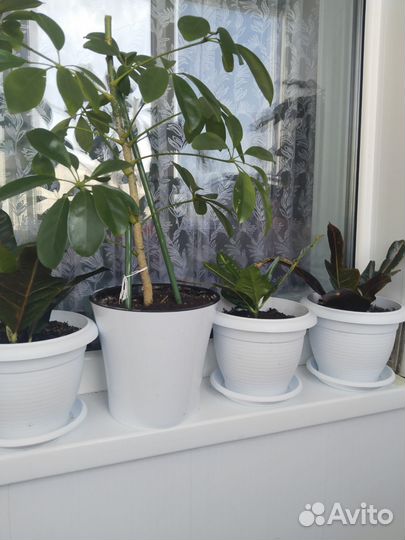 Продам кротон