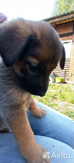 Собака, щенки в добрые руки отдам бесплатно