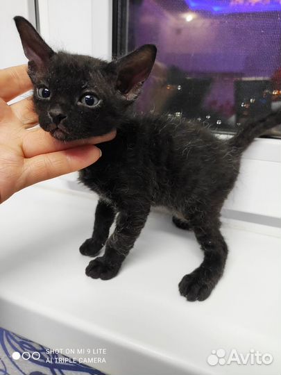 Котята сфинкс