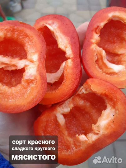 Семена сладкого и острого перца